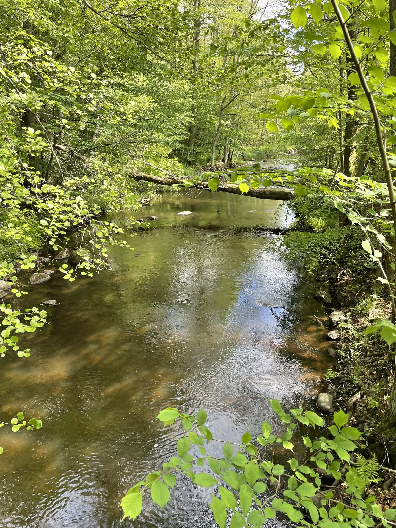 Lugn bäck som rinner genom grön skog