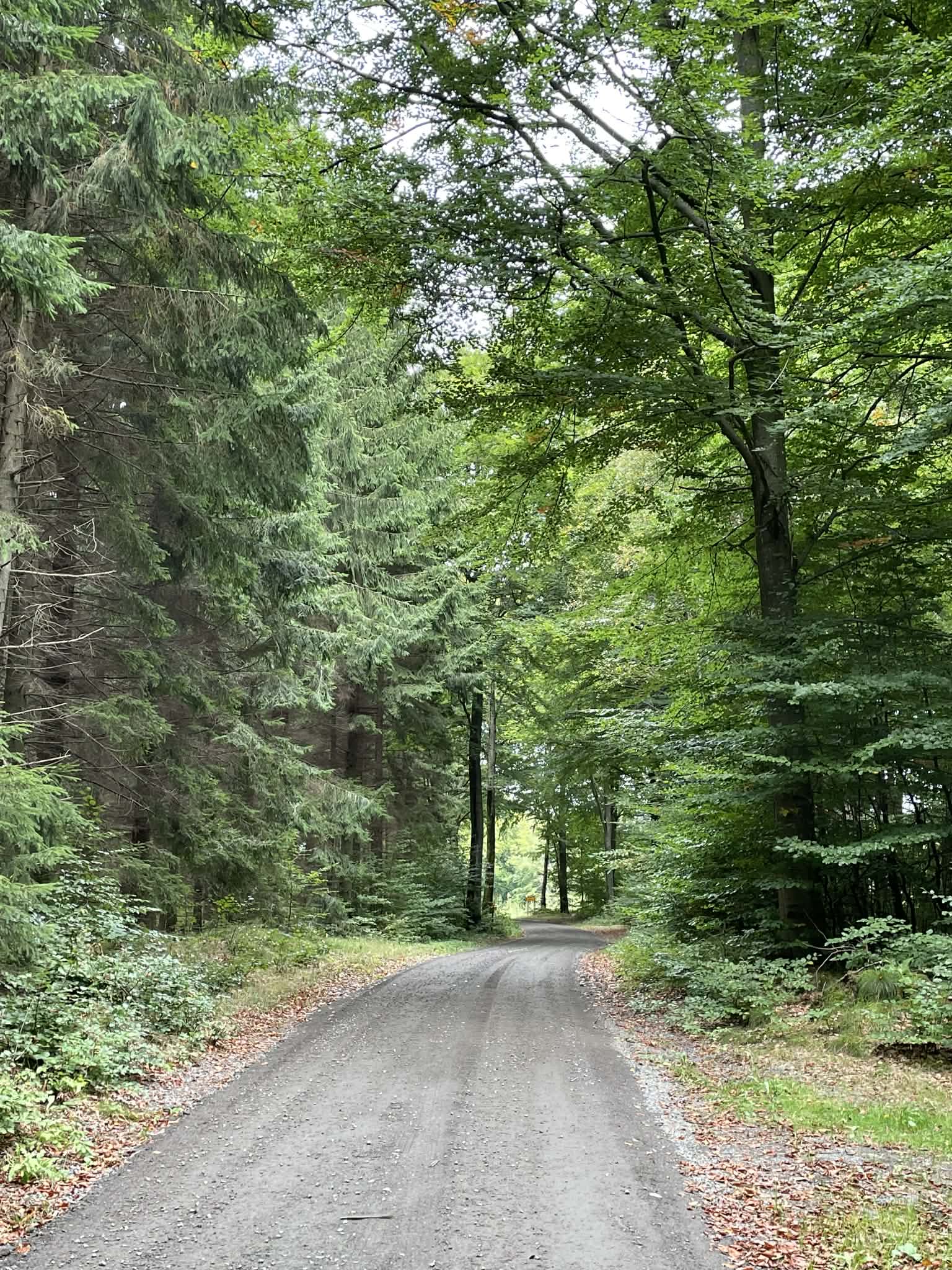 Skogsväg omgiven av gröna lövträd