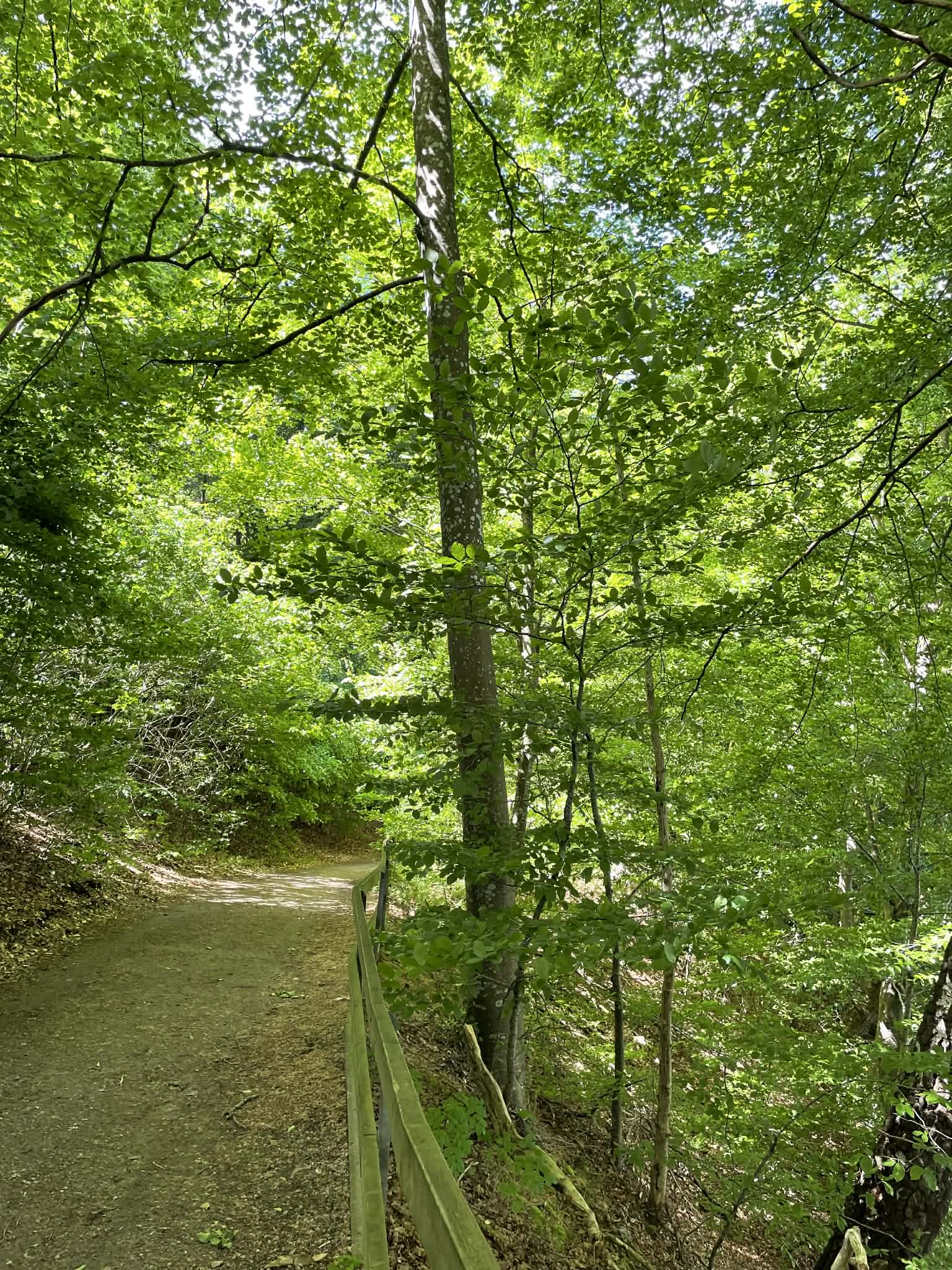 Skogsstig omgiven av gröna träd