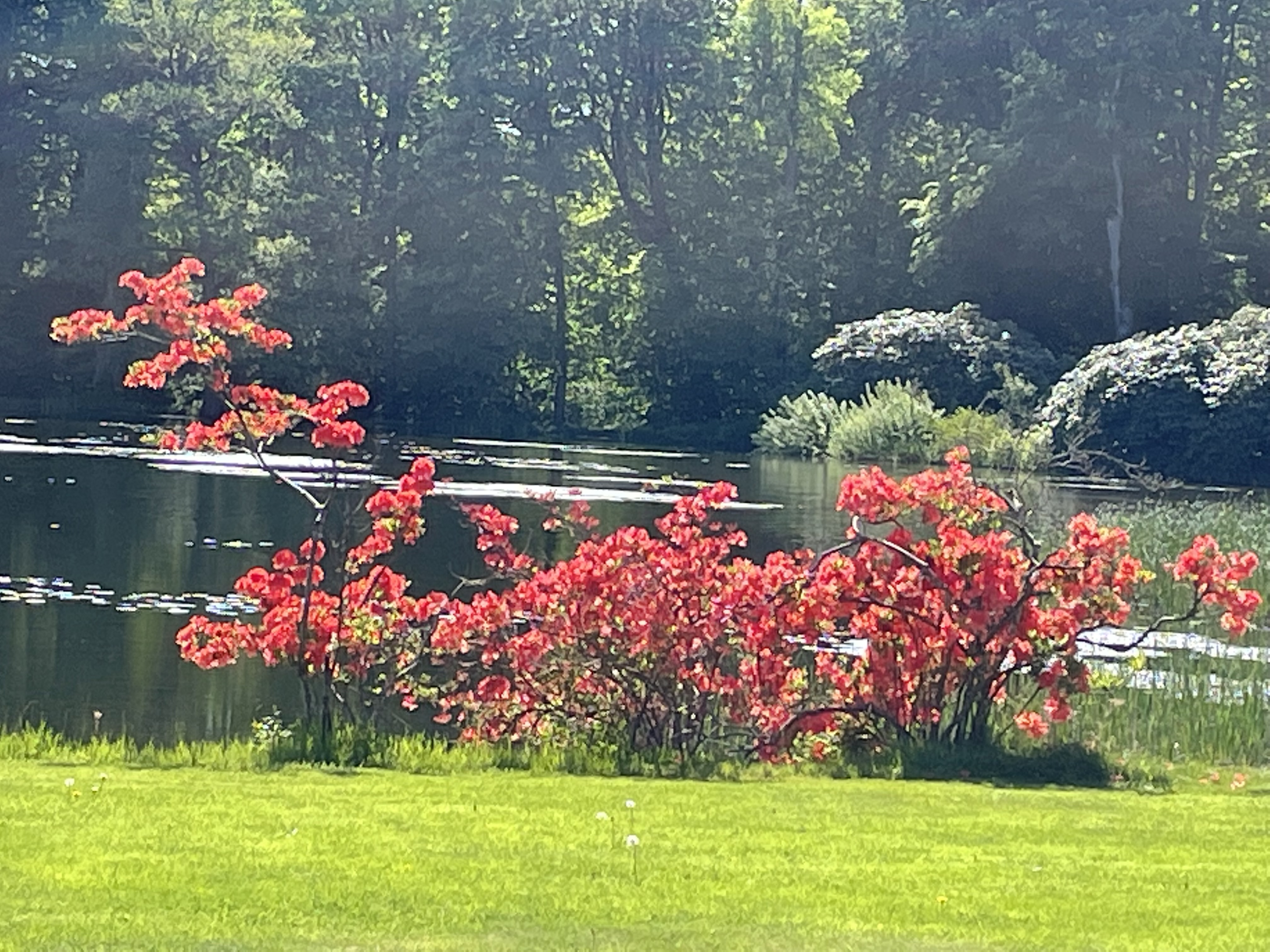 Vacker trädgård med röda blommor vid ett lugnt vatten